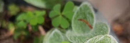 غصن اخضر 🍀🌱🍃 banner