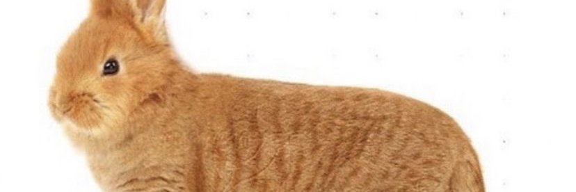 Crua 🔞 banner
