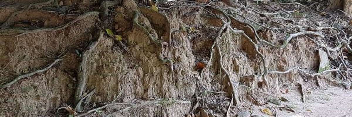 CNIntX 🌍 🇩🇪🕊️ banner