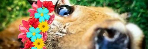 VickyPrestano's profile banner image