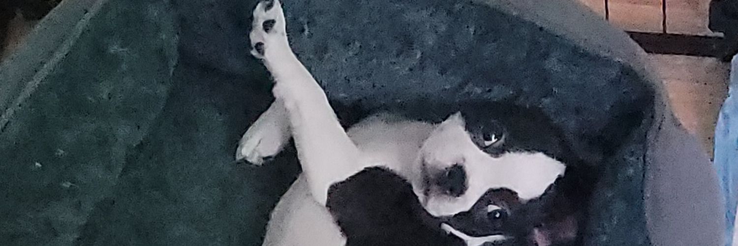 RealWrestlePup's profile banner image