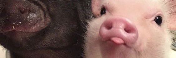 ♥️ banner