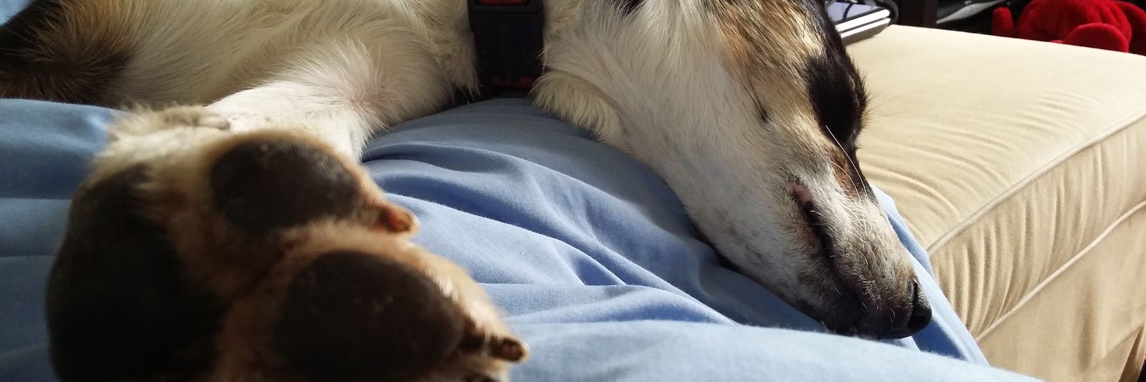 Jenny... 💙 banner