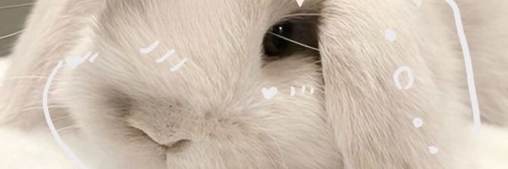 rine🐰 banner