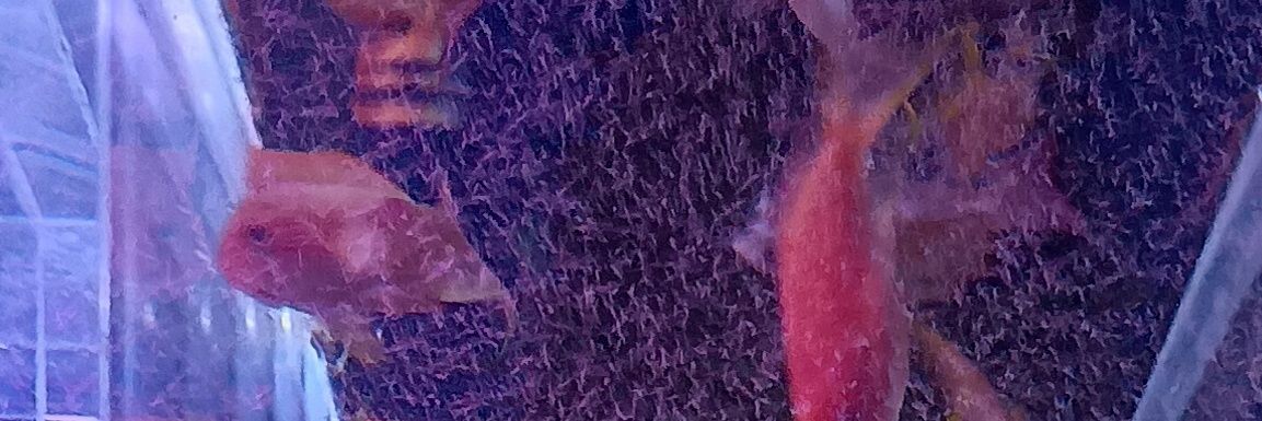 sonogaya252's profile banner image
