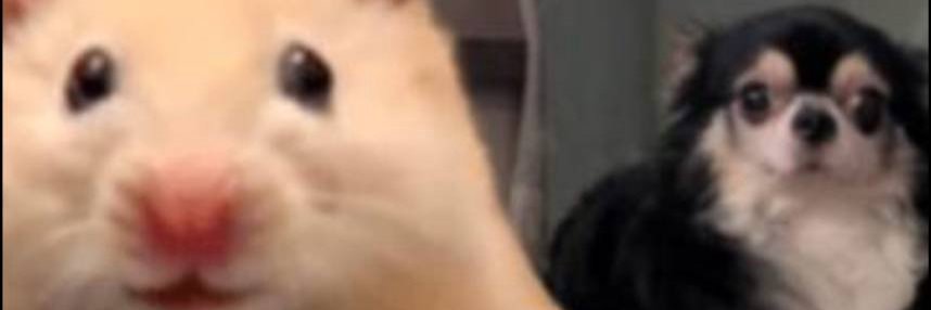 arii9042's profile banner image