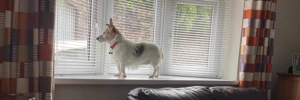 owlbird Profile Banner