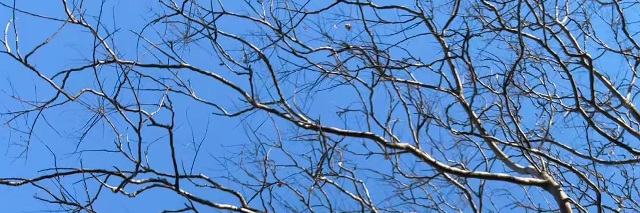 X banner