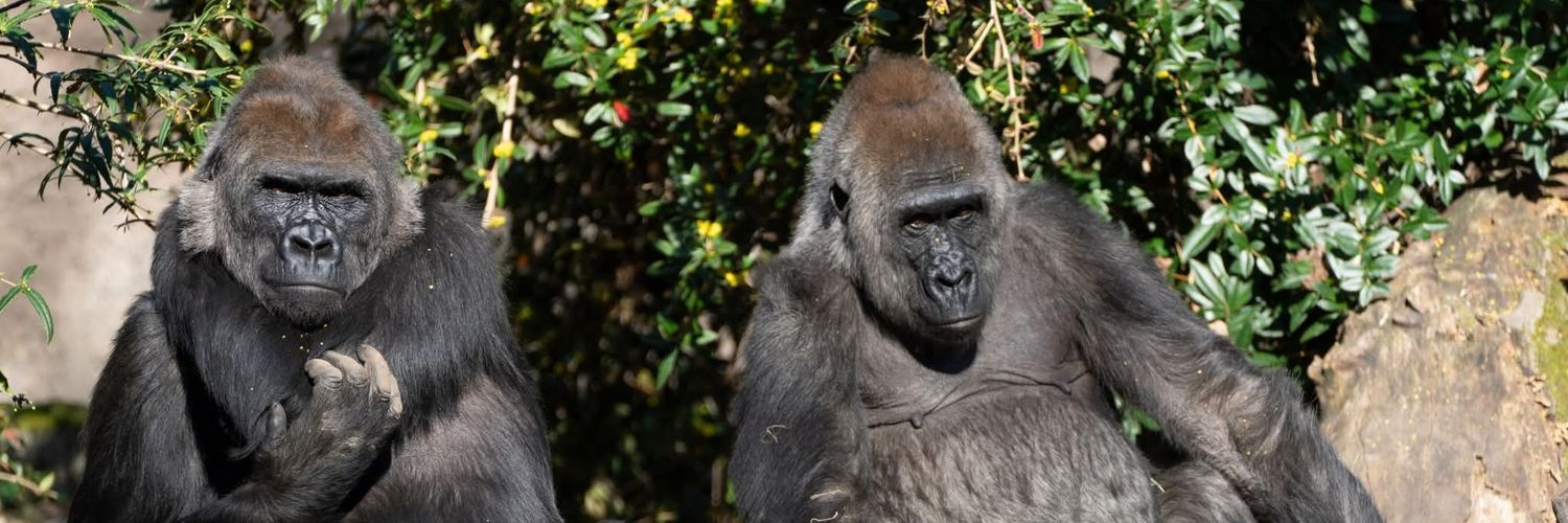 basegorillas's profile banner image