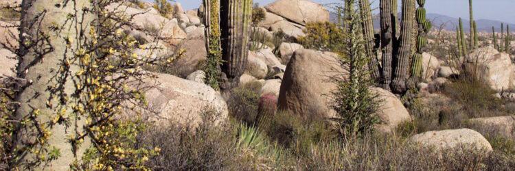 coldikeni's profile banner image