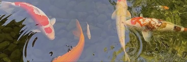 Nishiki of shedtwt banner