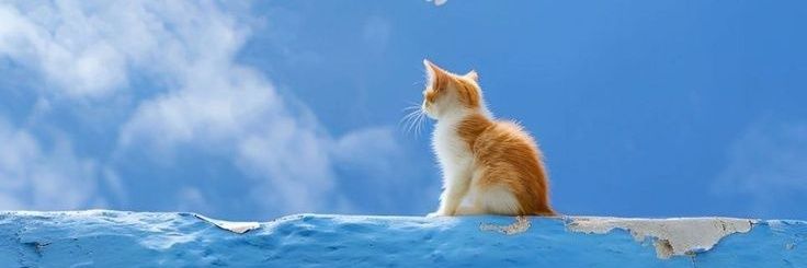 CATIZEN banner