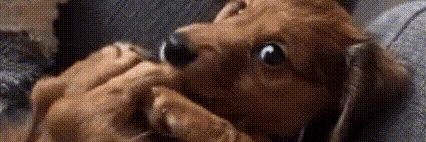 CLOVER PUP!? banner
