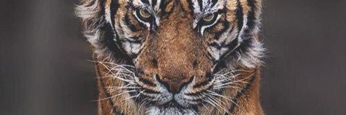 mr_phaisal's profile banner image