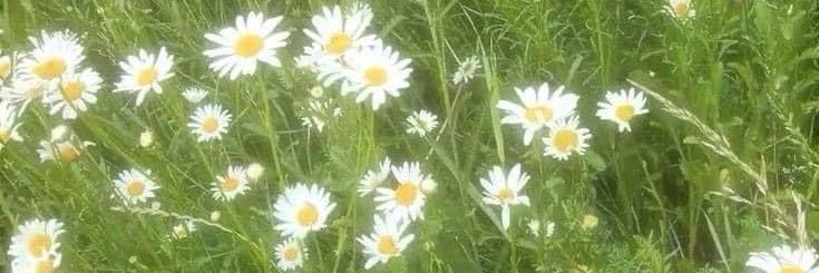 Daisy banner