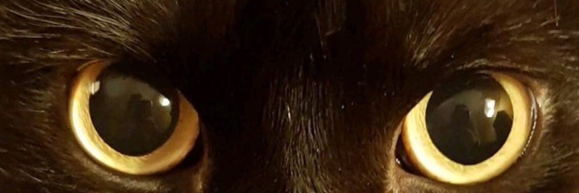 shae891453's profile banner image