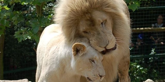 suziwild's profile banner image