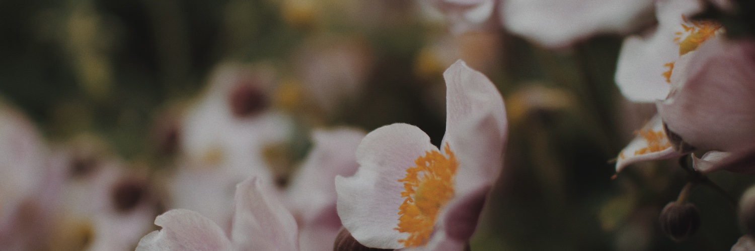 _lottelang's profile banner image