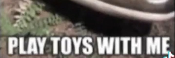 silly, horny cinni banner