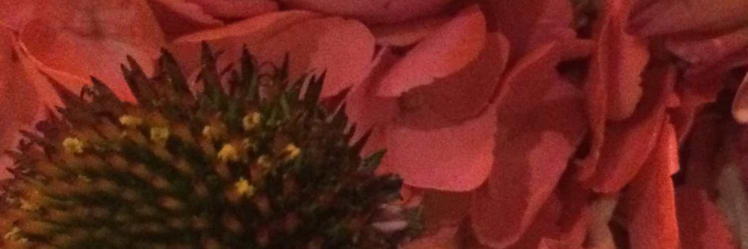 SierraRyan's profile banner image