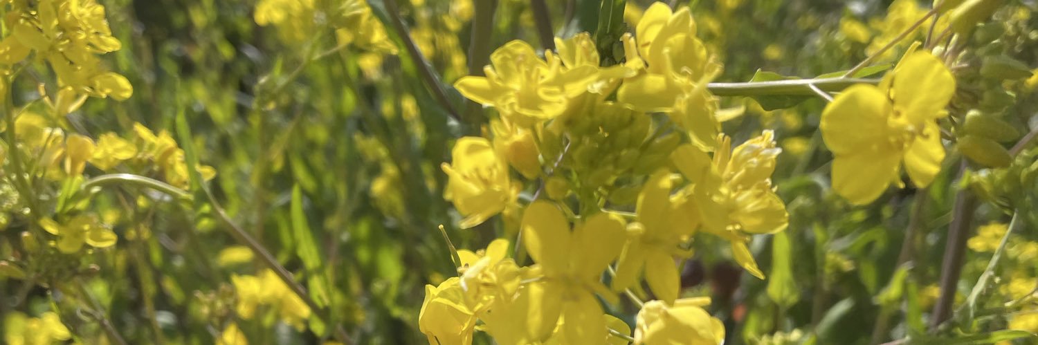 Nao🇯🇵 banner
