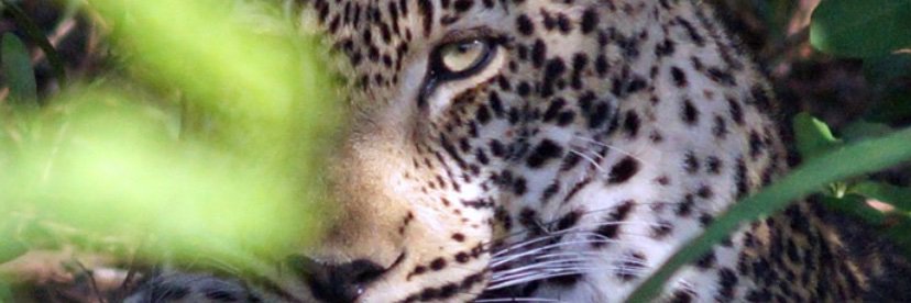 EmmaTibbs's profile banner image