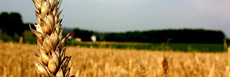 vmonteror's profile banner image