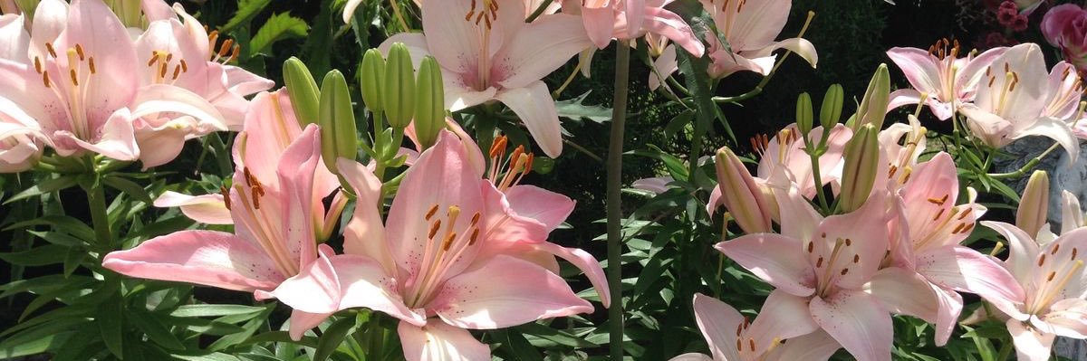 hnch75_'s profile banner image