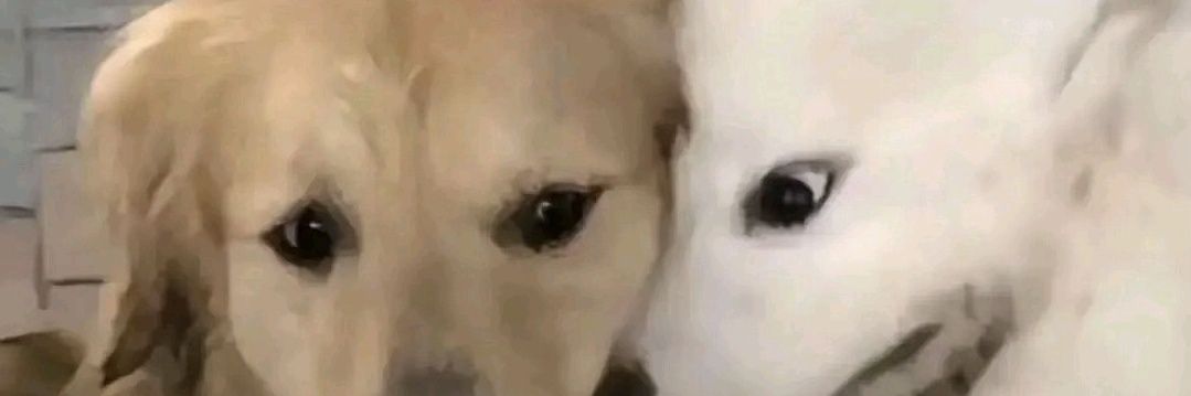 miff𐙚⁷ banner
