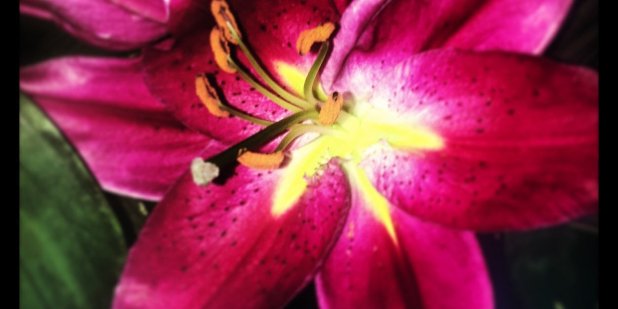 CharlotteDes's profile banner image