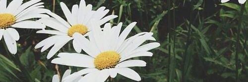 Chupetasindulce's profile banner image