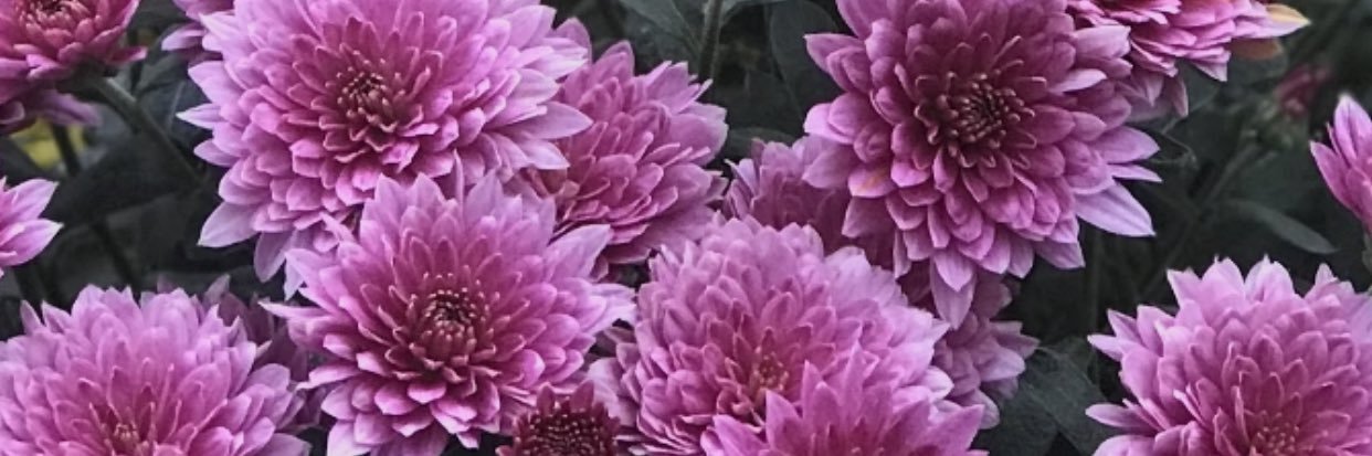 LauraTheBest_'s profile banner image