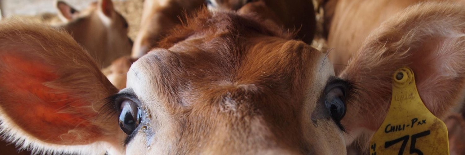 Bovidiva's profile banner image