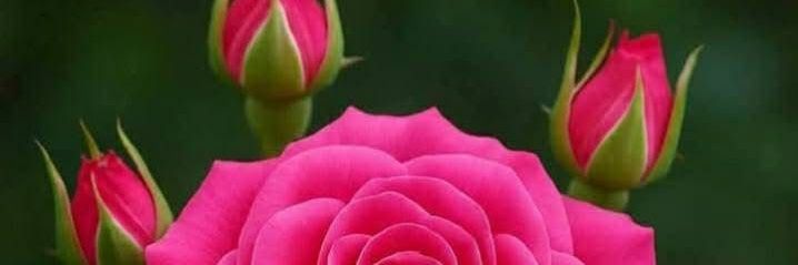 MainMarket77893's profile banner image