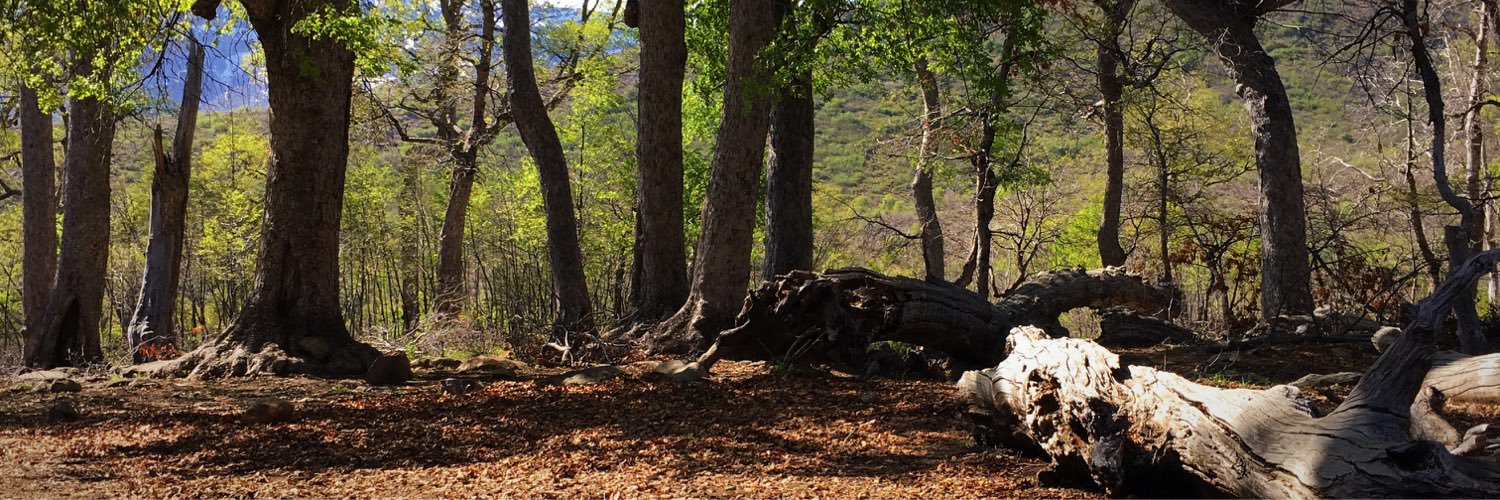 forestdrage's profile banner image
