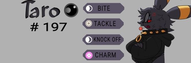 𝙋𝙤𝙠𝙚 𝘽𝙪𝙡𝙡𝙮♂️❴𝙇𝙑: 𝟭❵ banner