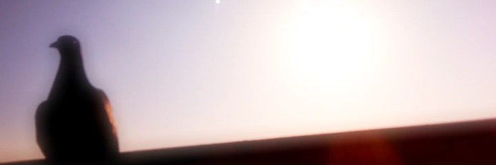 tusmonigotes's profile banner image