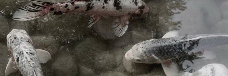 akiidolly's profile banner image