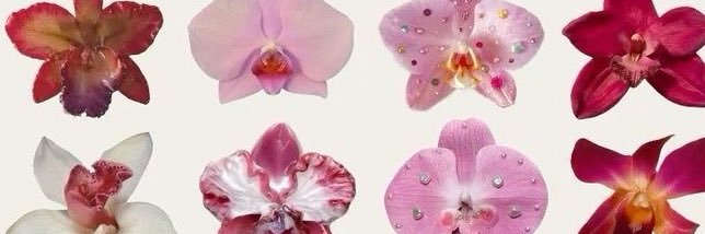 Orchid ✶ Financial Dominatrix banner