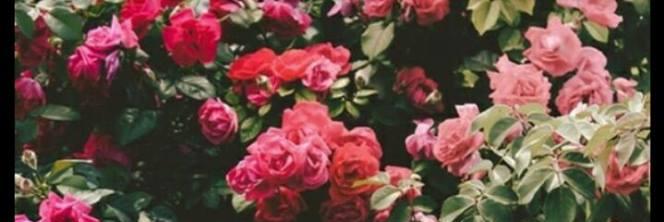 PoncedeLeonCami's profile banner image
