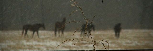 𝓝𝗼𝘃𝗮𝗰'𝘀 𝓟𝗿𝗼𝘁𝗲𝗰𝘁𝗼𝗿 banner