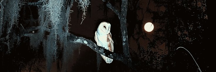 𝐞𝐯𝐚. banner