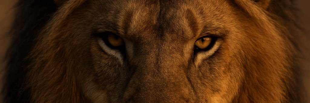 sun. banner