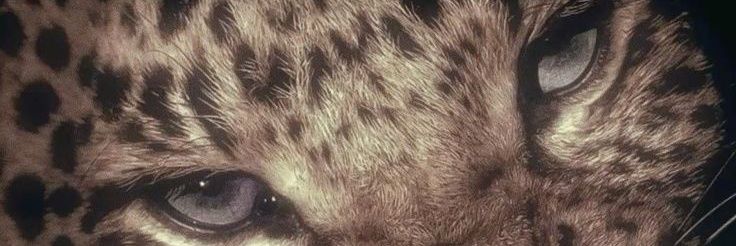 سيدة القطط banner