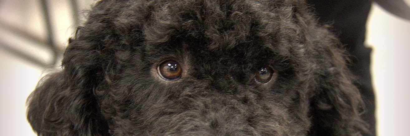 VictimServicesBrant banner