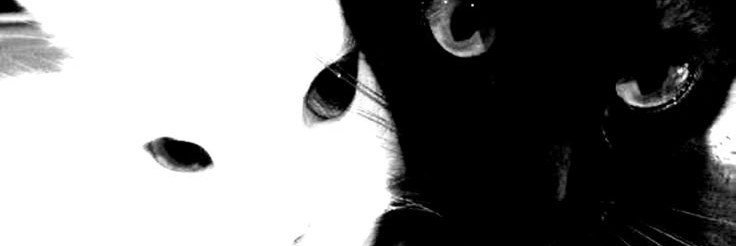 RILEY. banner