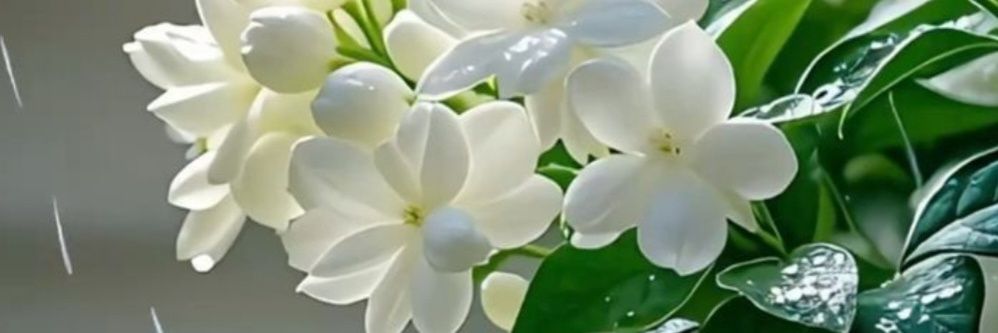 🦋 آلاء الباشا 🦋 banner