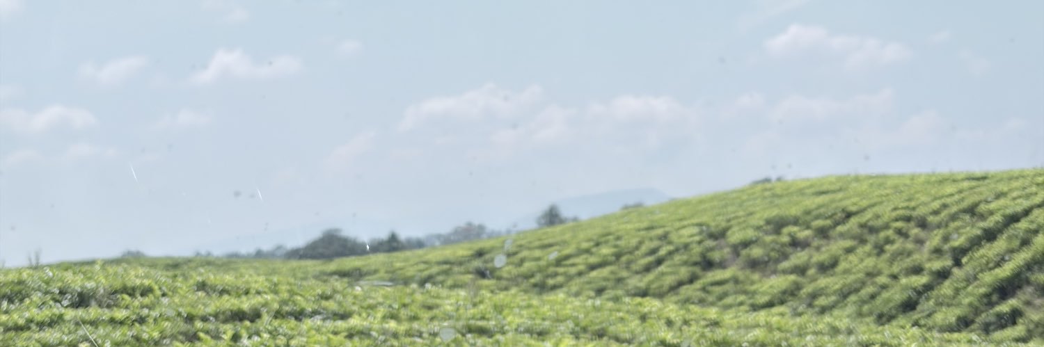 dearsafira's profile banner image
