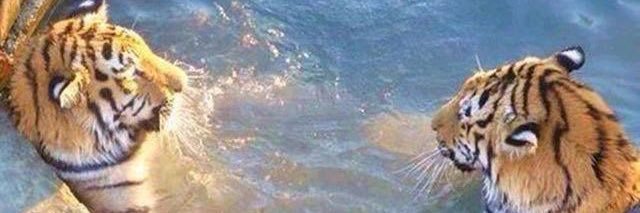 hardy /•᷅‎‎•᷄\੭ banner