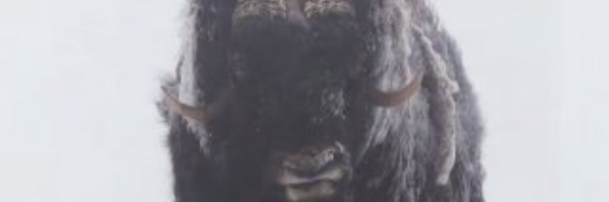 THE STURDY OX banner